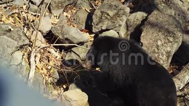 两只喜玛拉雅<strong>黑熊</strong>在俄罗斯普里莫斯基<strong>野生动物</strong>园散步
